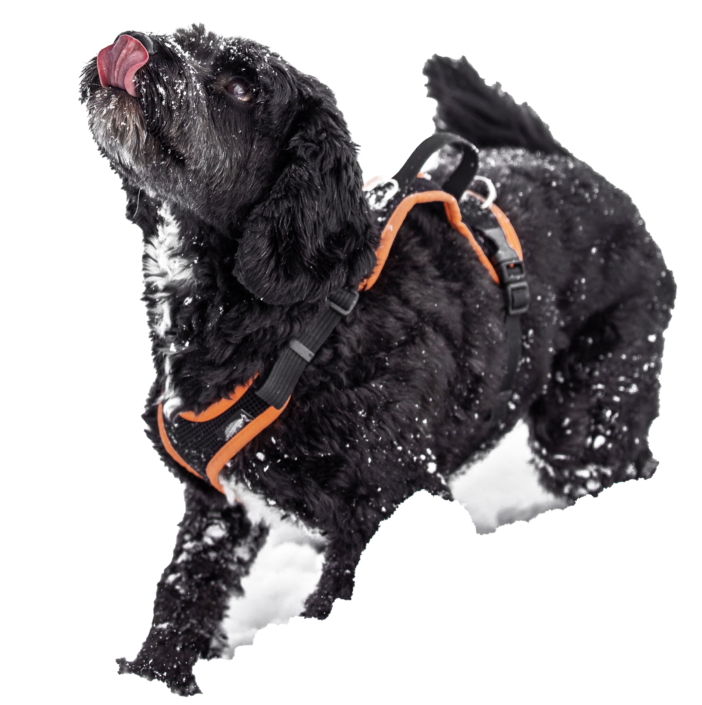 Explorer Dog Harness (Coming Soon!)