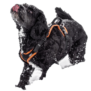 Explorer Dog Harness (Coming Soon!)